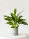 Silver Evergreen