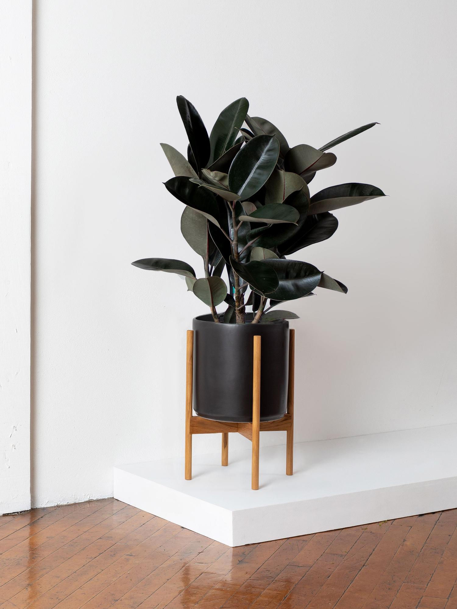 Rubber Tree