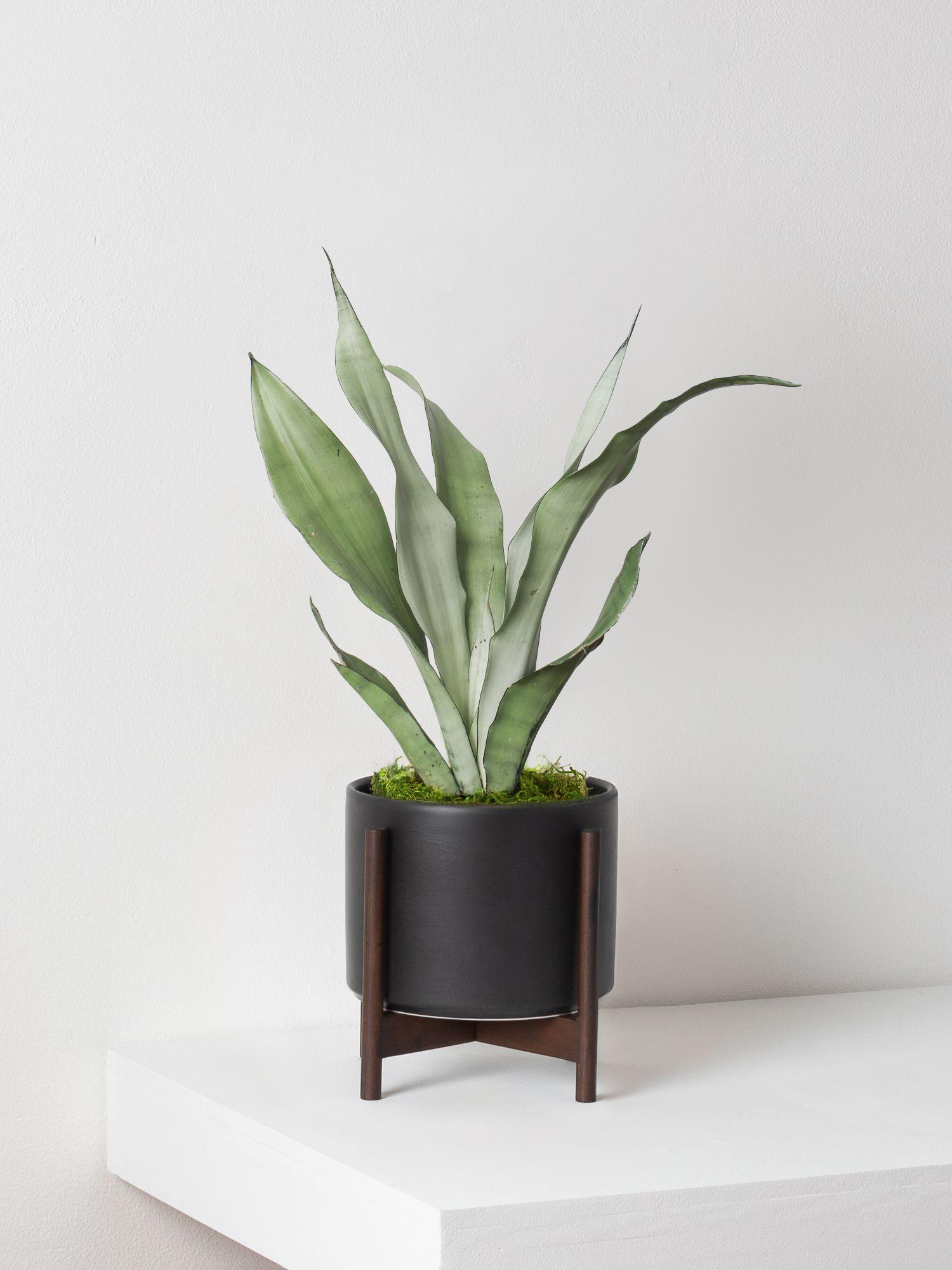 Moonshine Snake Plant - Black Mid-Century Ceramic & Dark Wood Stand 