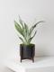 Moonshine Snake Plant
