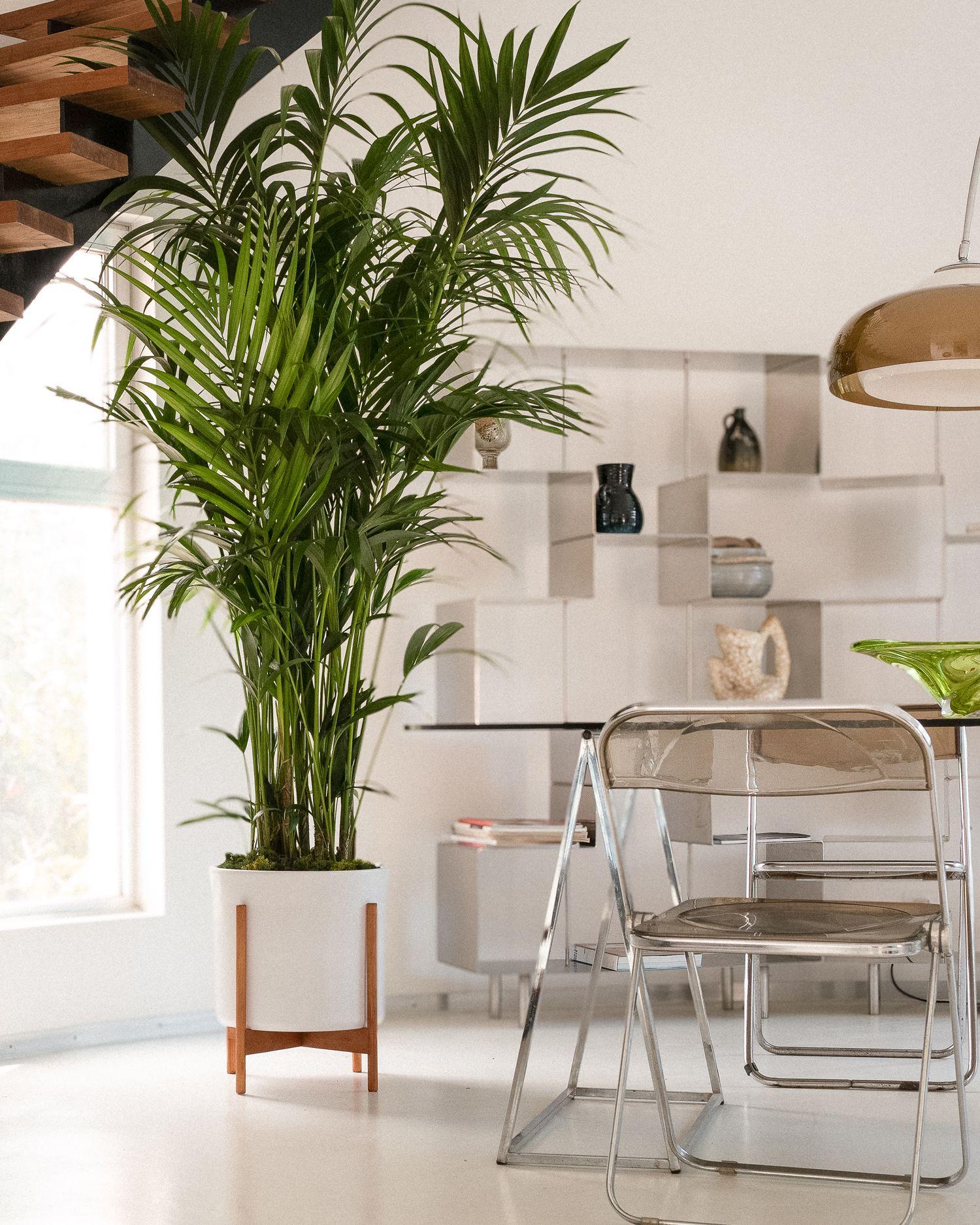 Kentia Palm