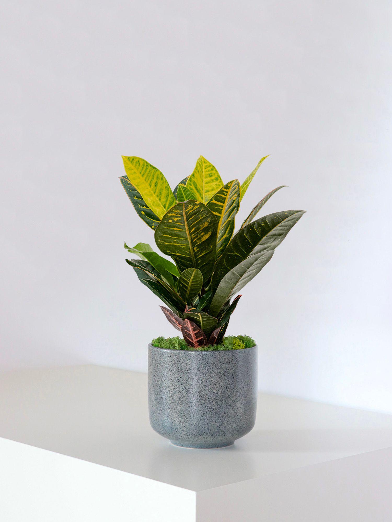 Croton Golden Petra