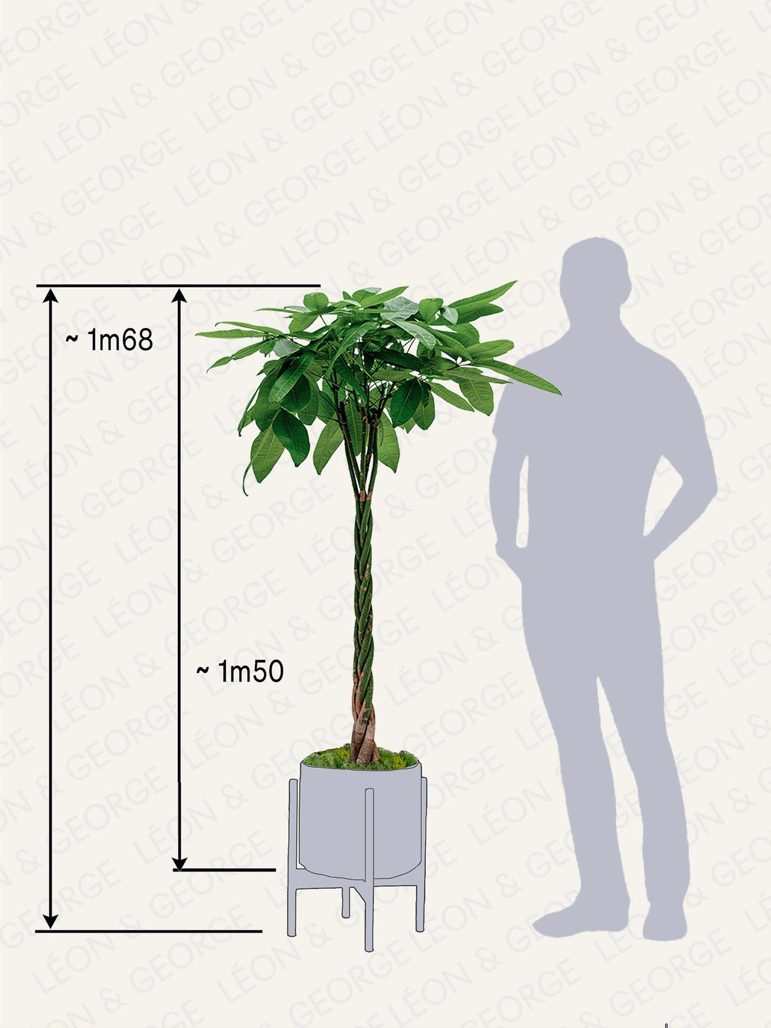 Pachira Aquatica