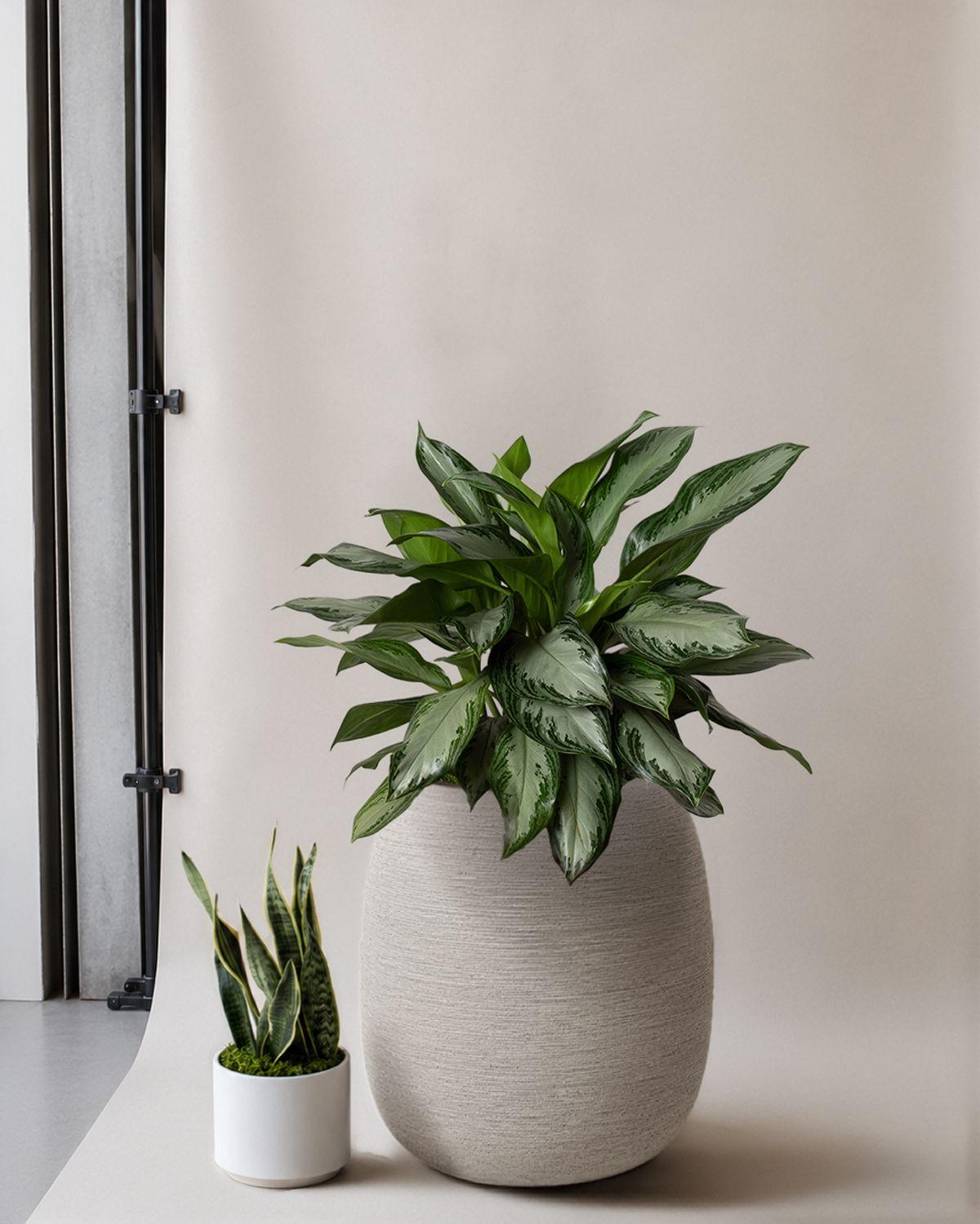 Silver Evergreen