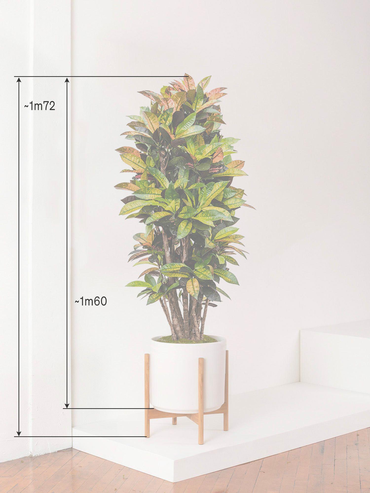Croton Miss Iceton