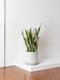 Snake Plant Laurentii