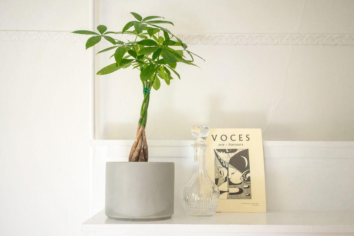 Braided Money Tree