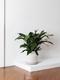 Cast Iron Plant