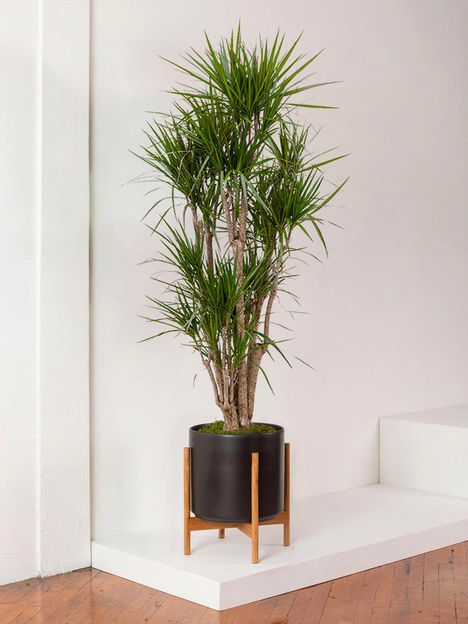 Dracaena Marginata
