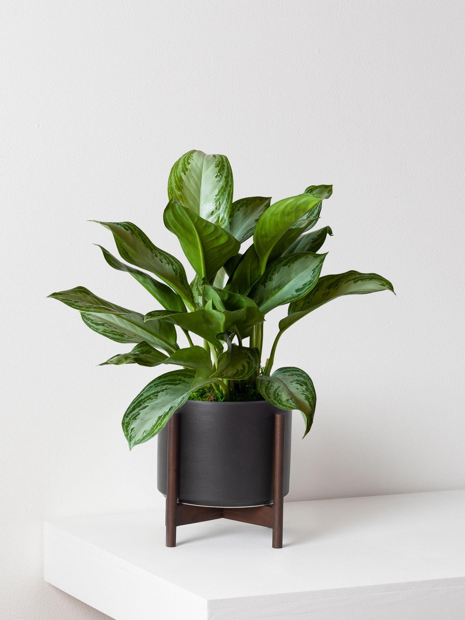Silver Evergreen - Black Mid-Century Ceramic & Dark Wood Stand 