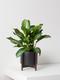 Silver Evergreen