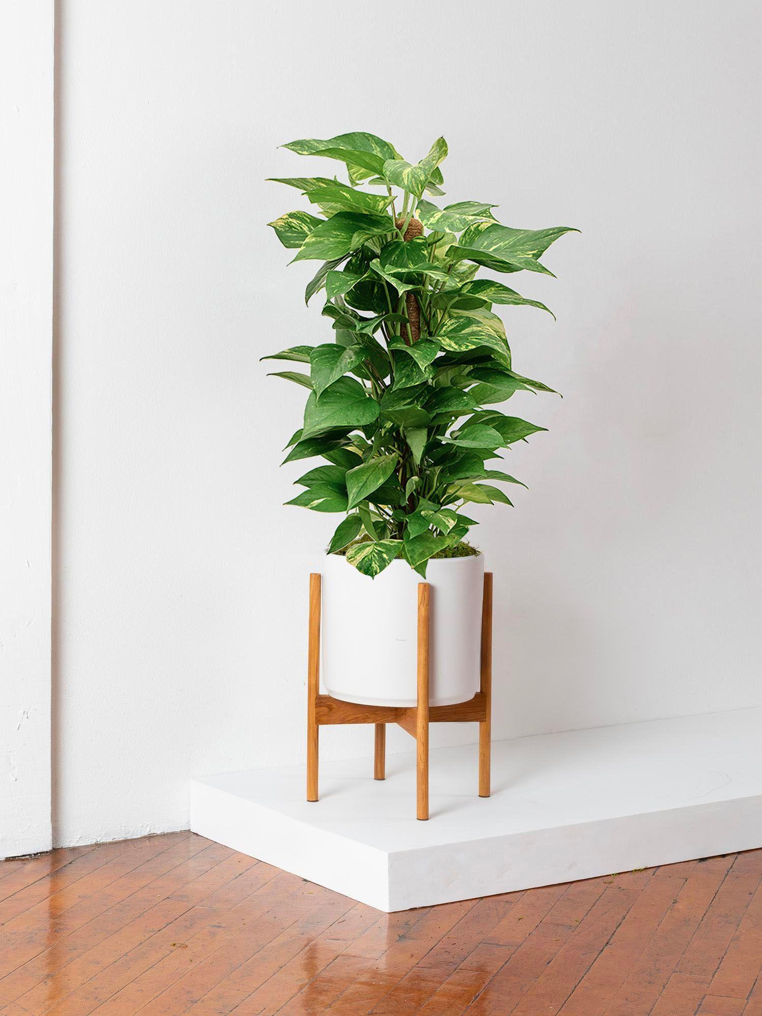 Pothos Colonne