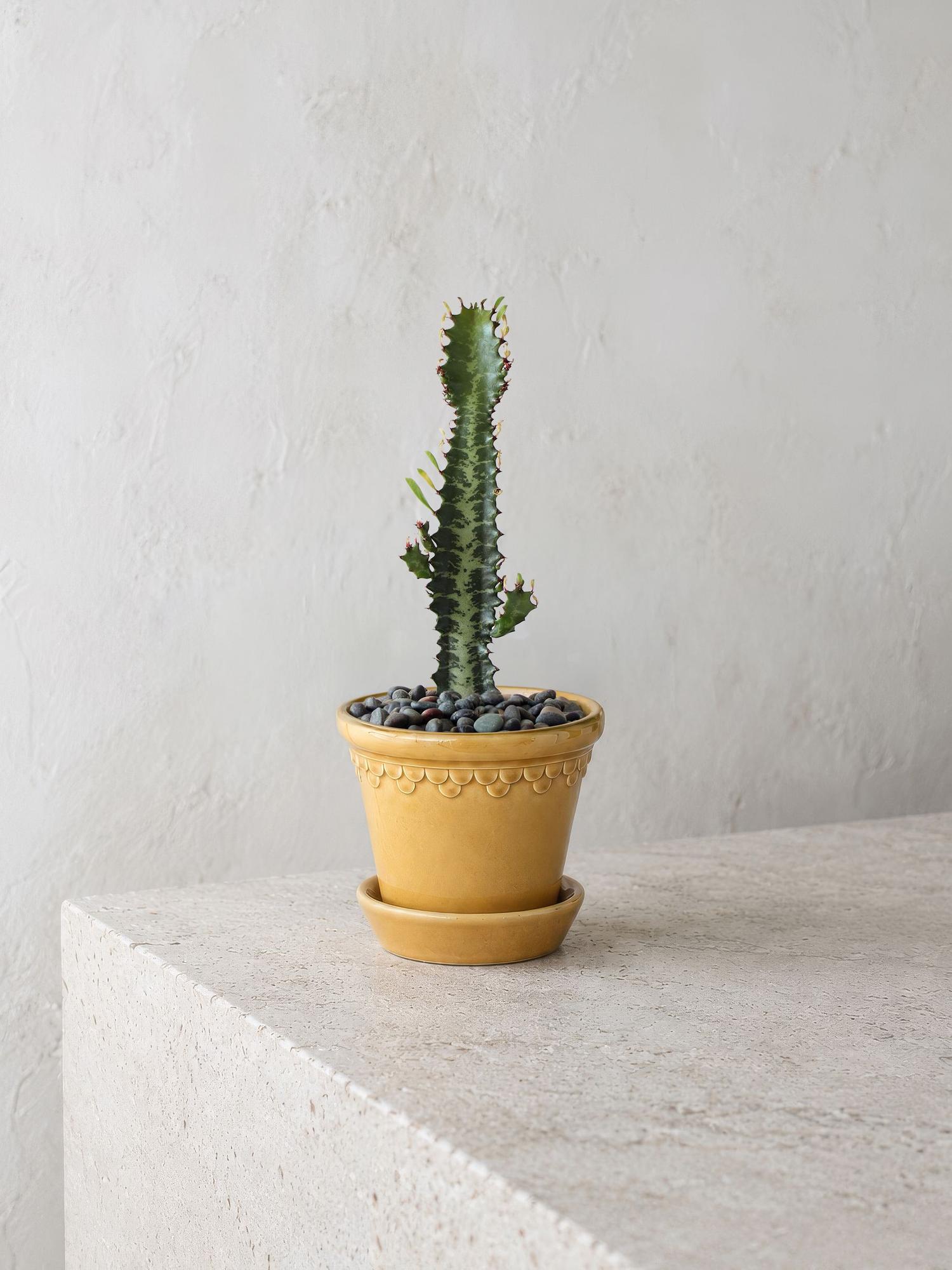 Euphorbia Trigona