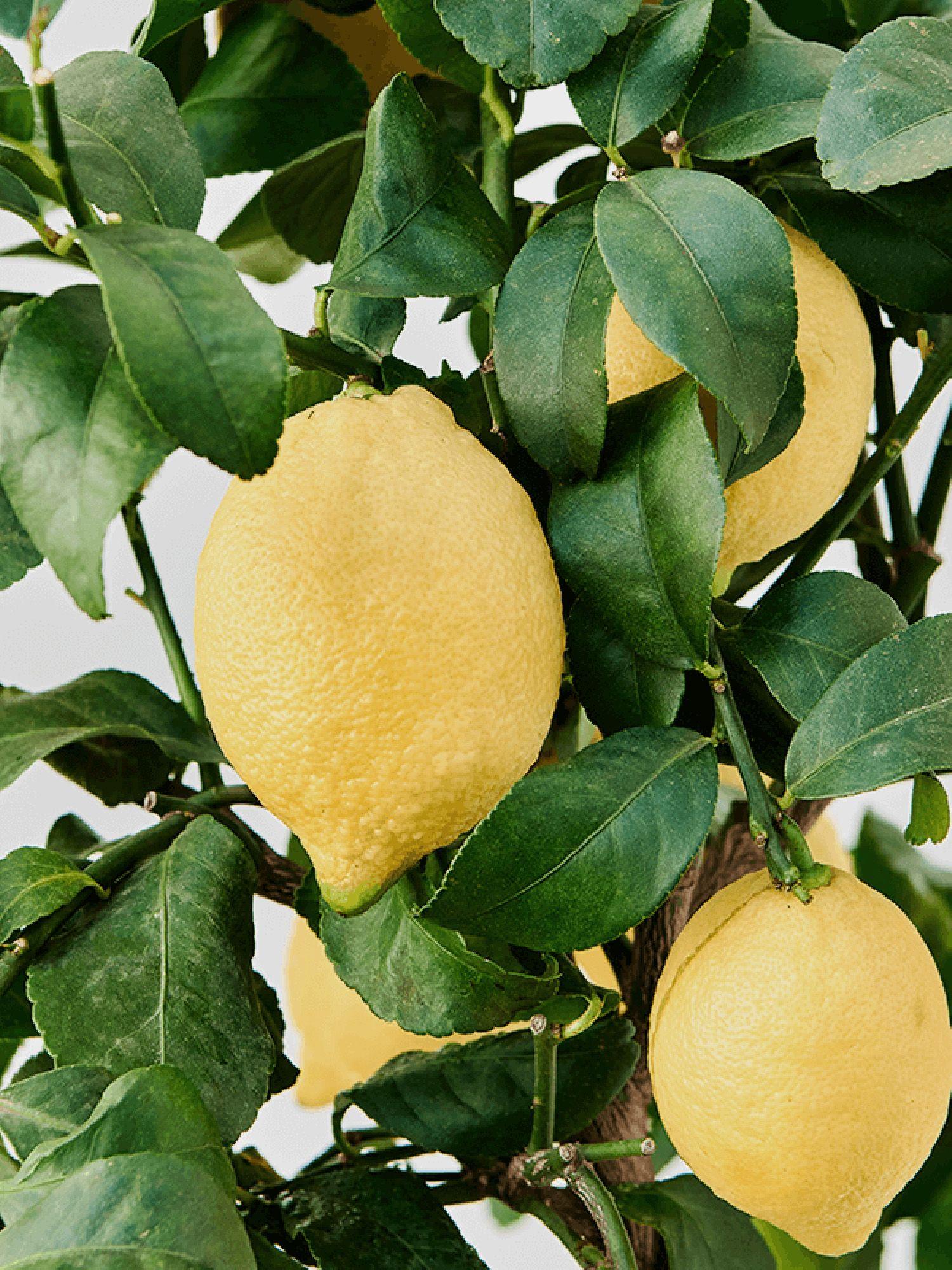 Citronnier