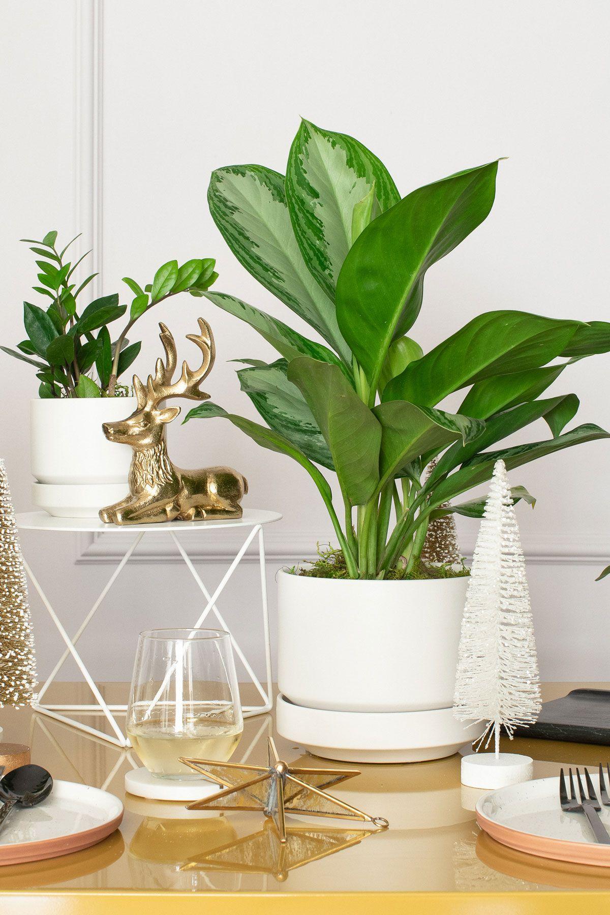 Silver Evergreen