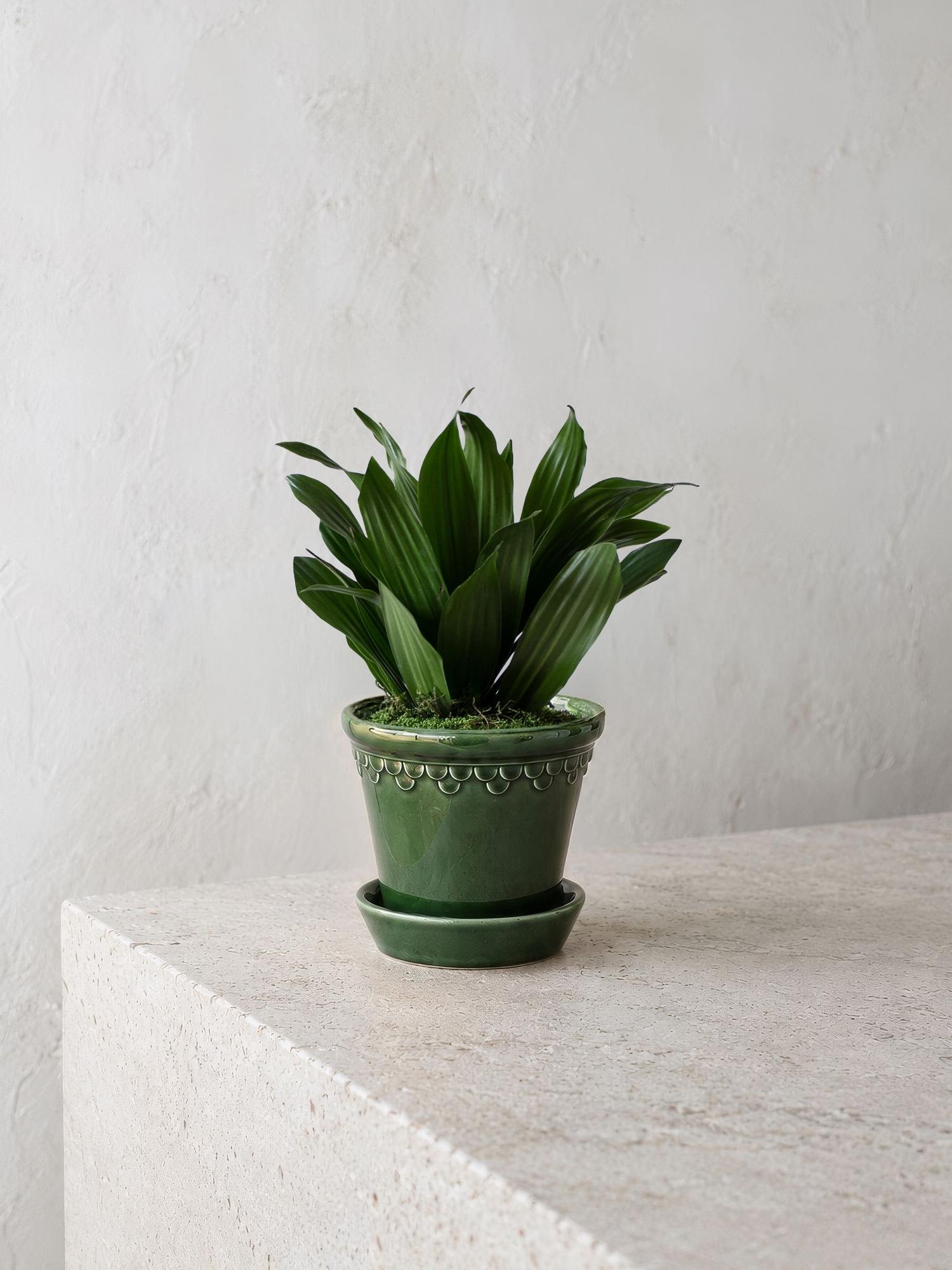 Dracaena Compacta