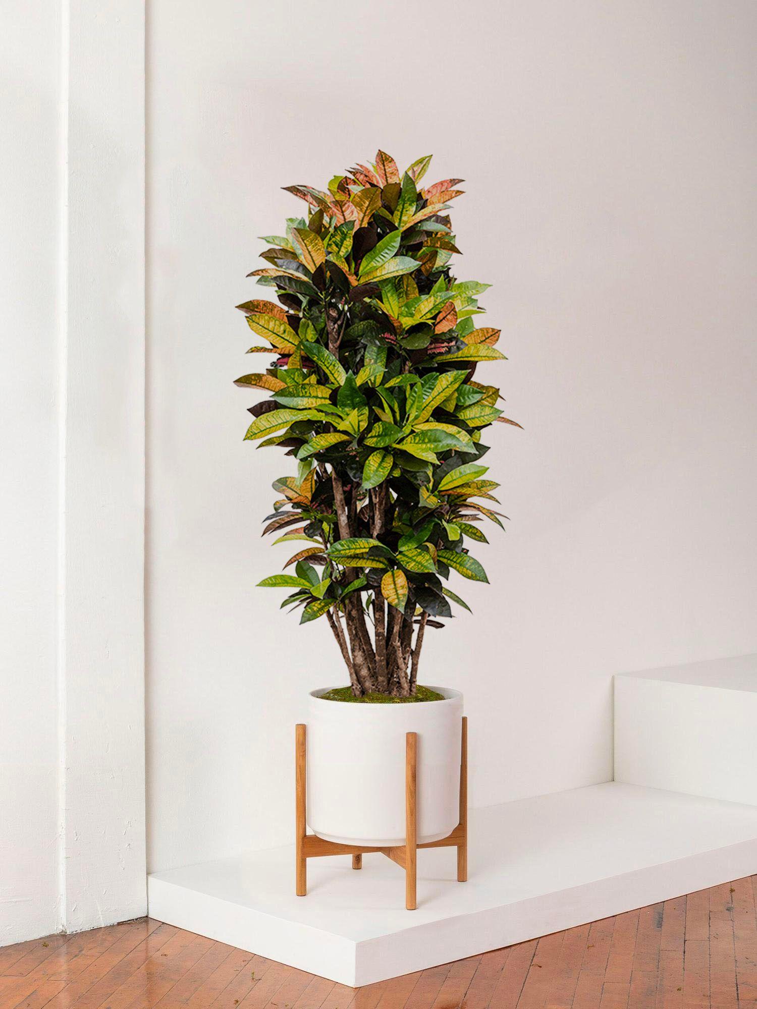 Croton Miss Iceton