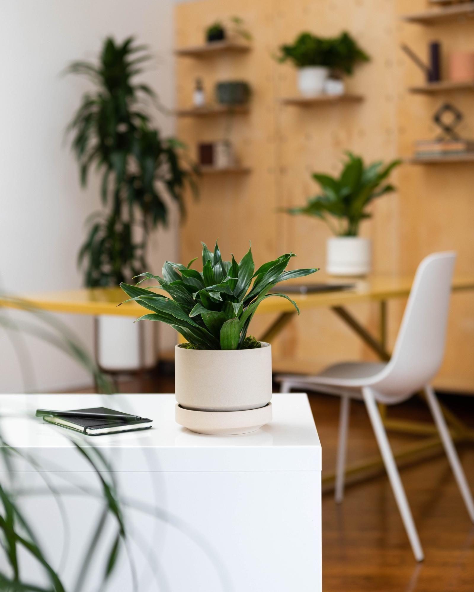 Dracaena Compacta