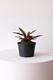 Calathea Rattlesnake