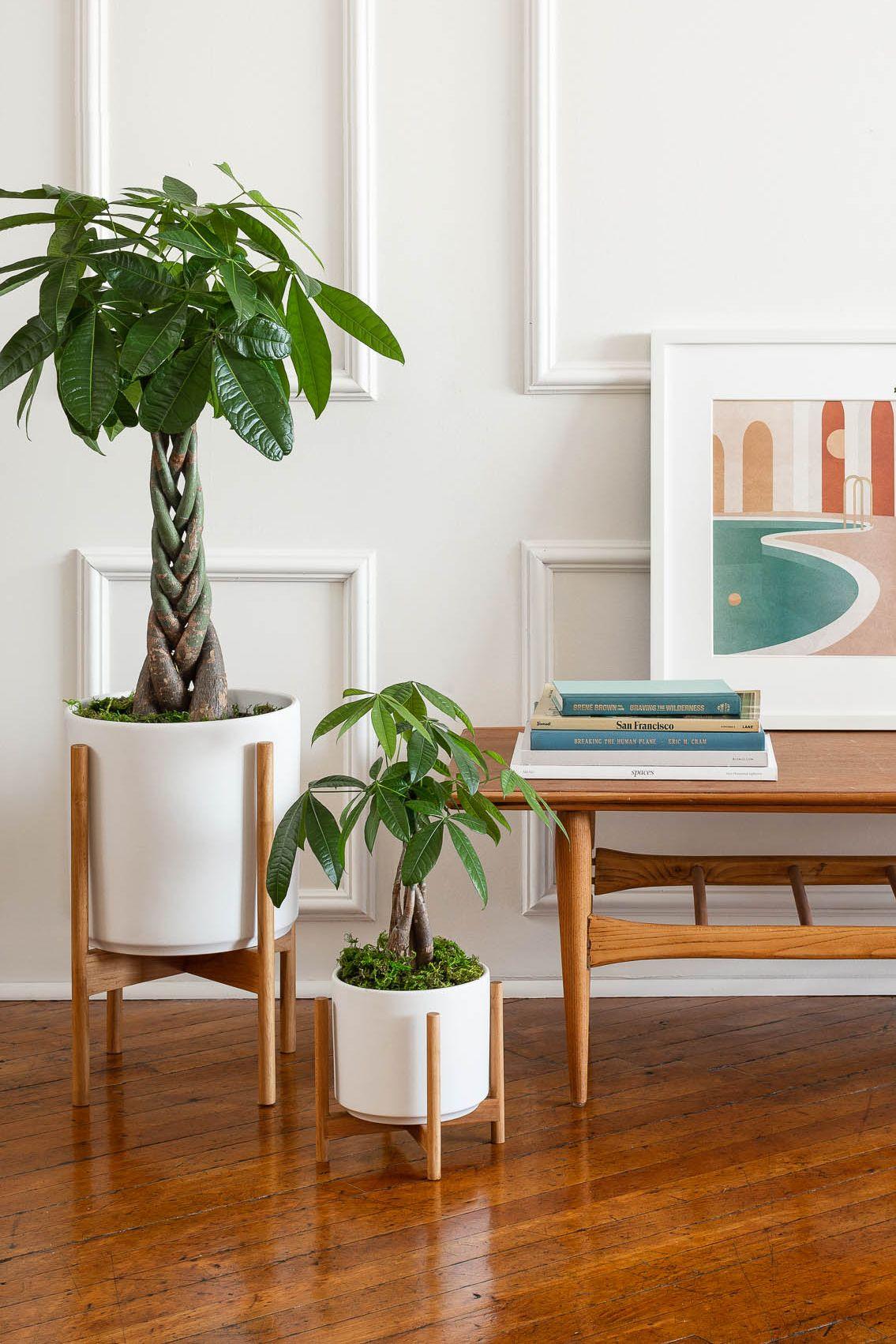 A Legendary Air-Purifying Statement Plant 
