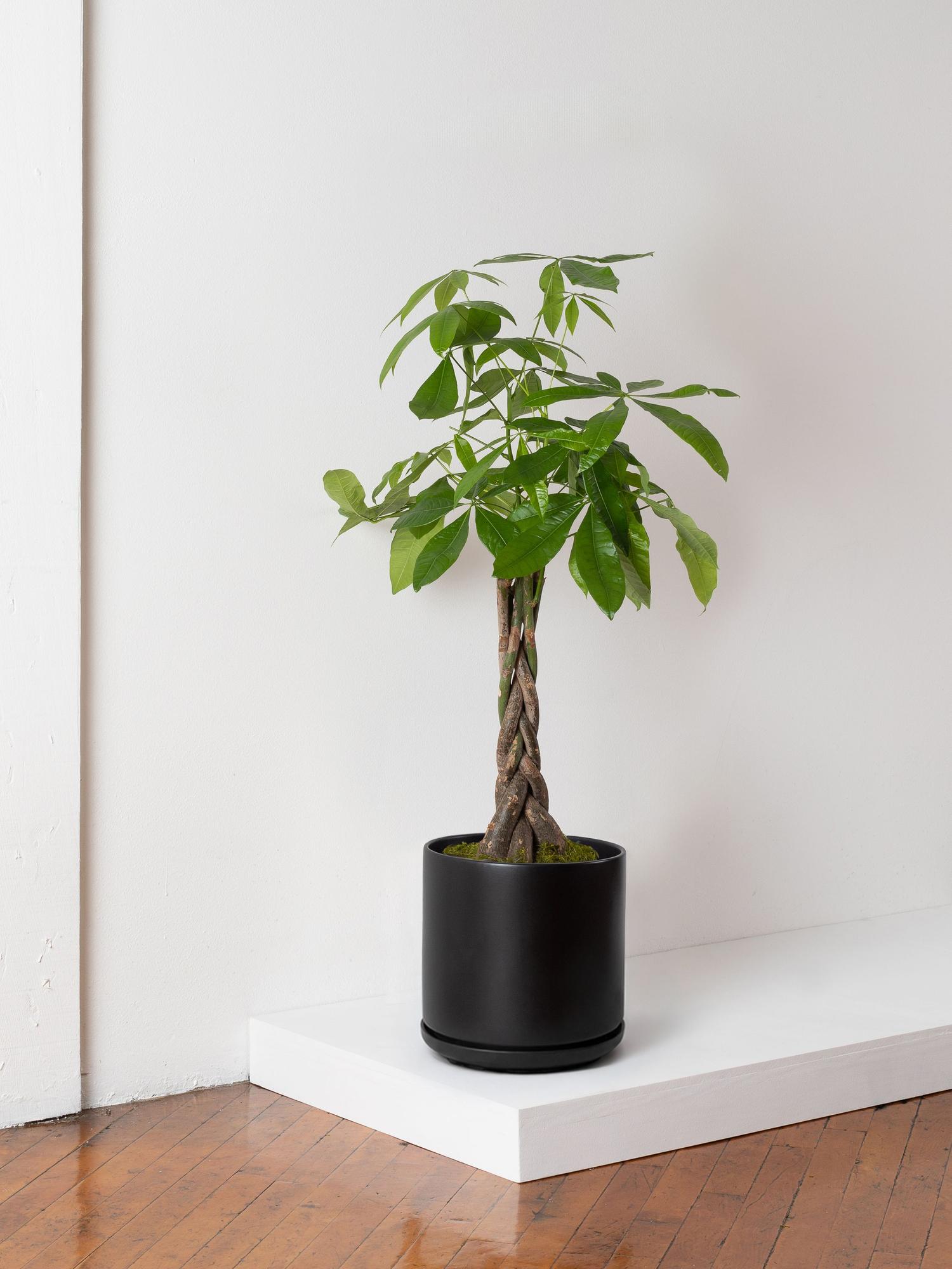 Braided Money Tree