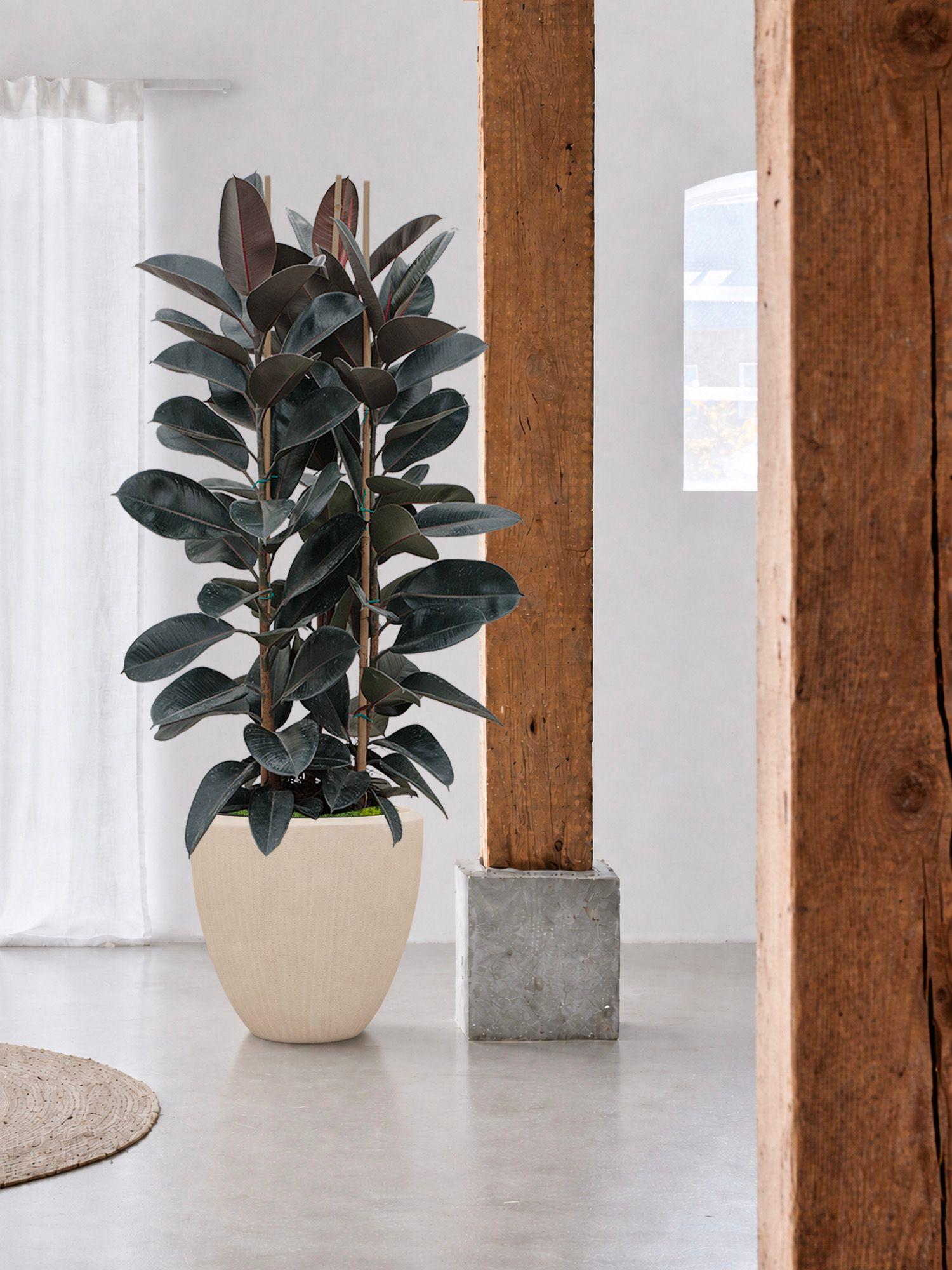 Ficus Elastica Abidjan