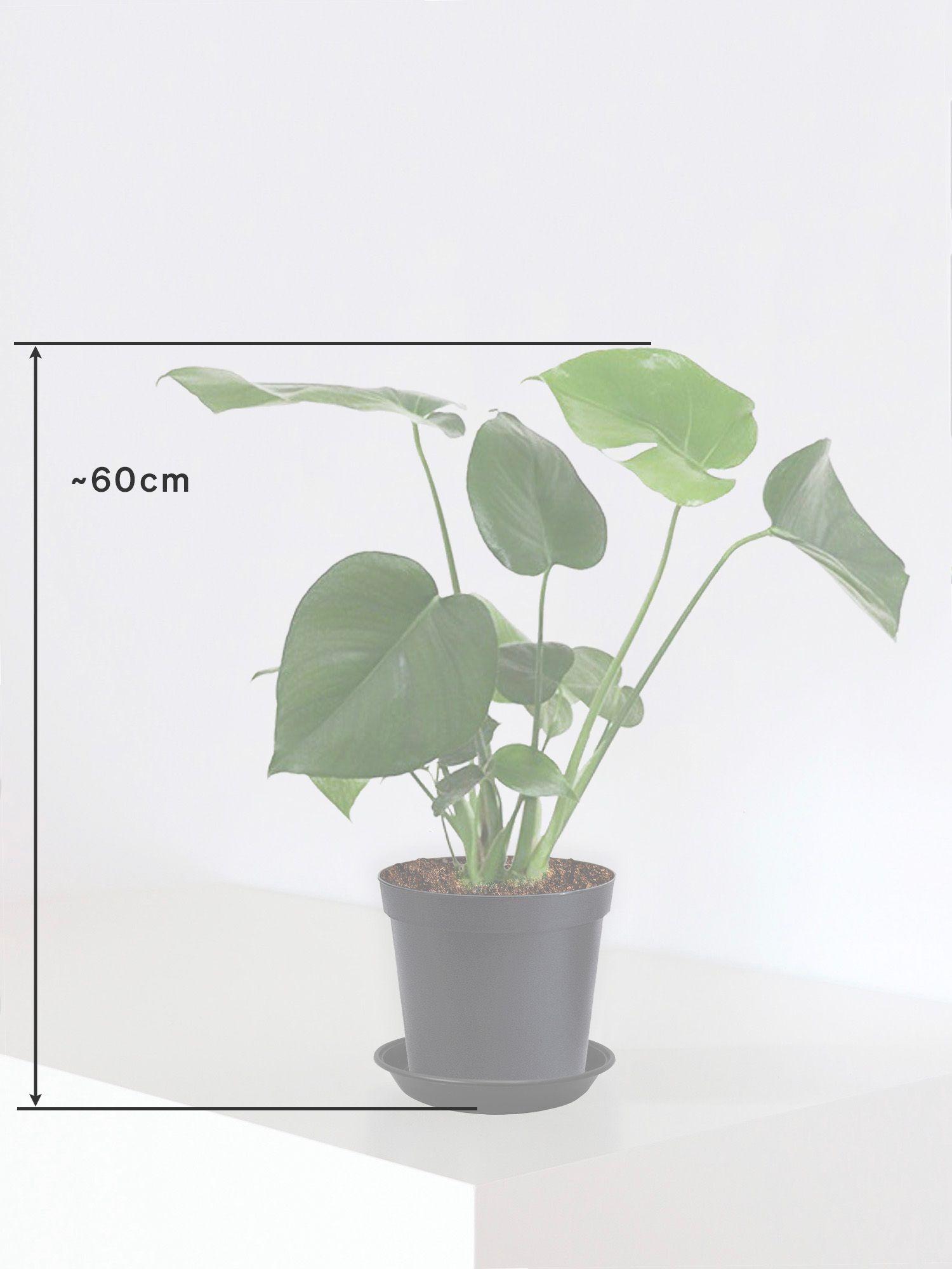 Monstera Deliciosa