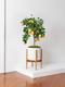 Lemon tree