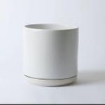 Jade Cactus - White Foundation Ceramic
