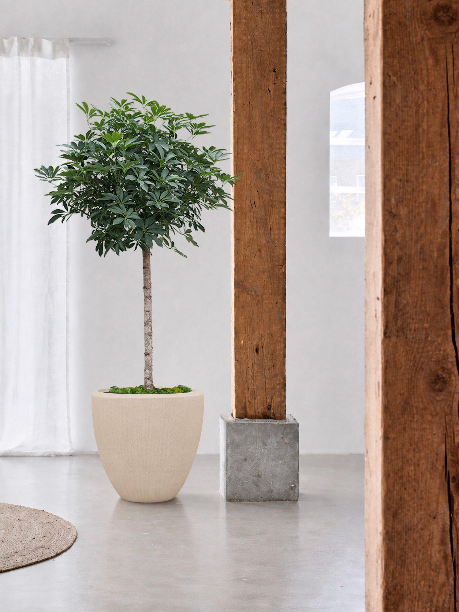 Arbre Schefflera
