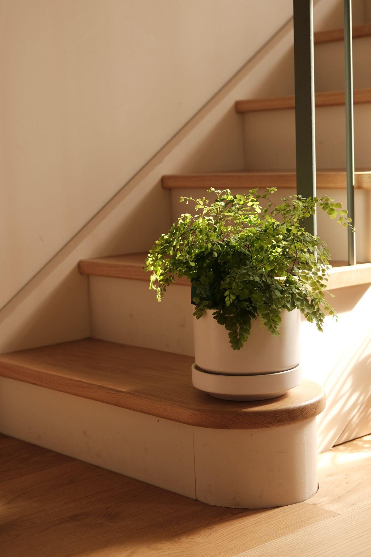 Maidenhair Fern