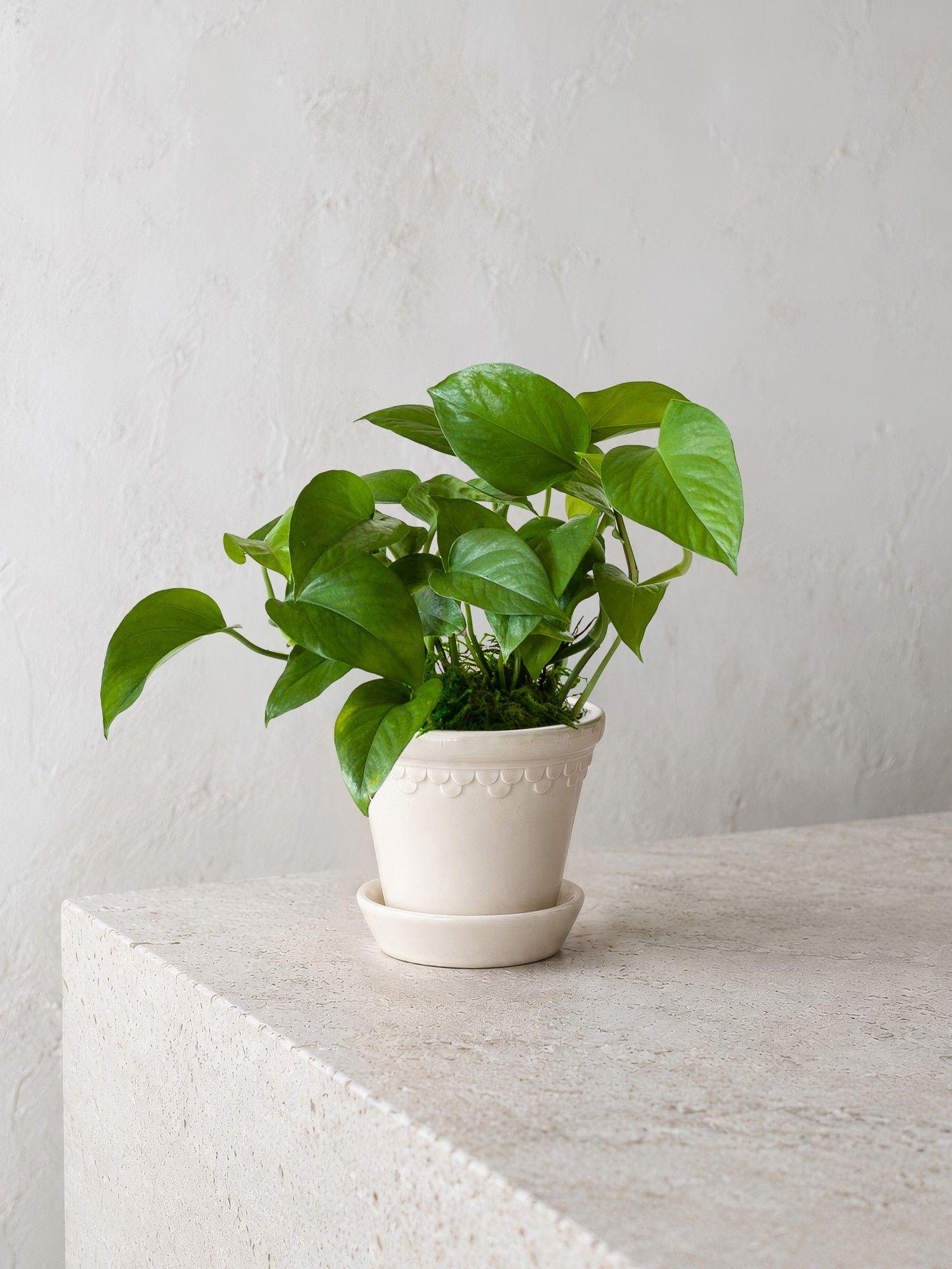 Jade Pothos