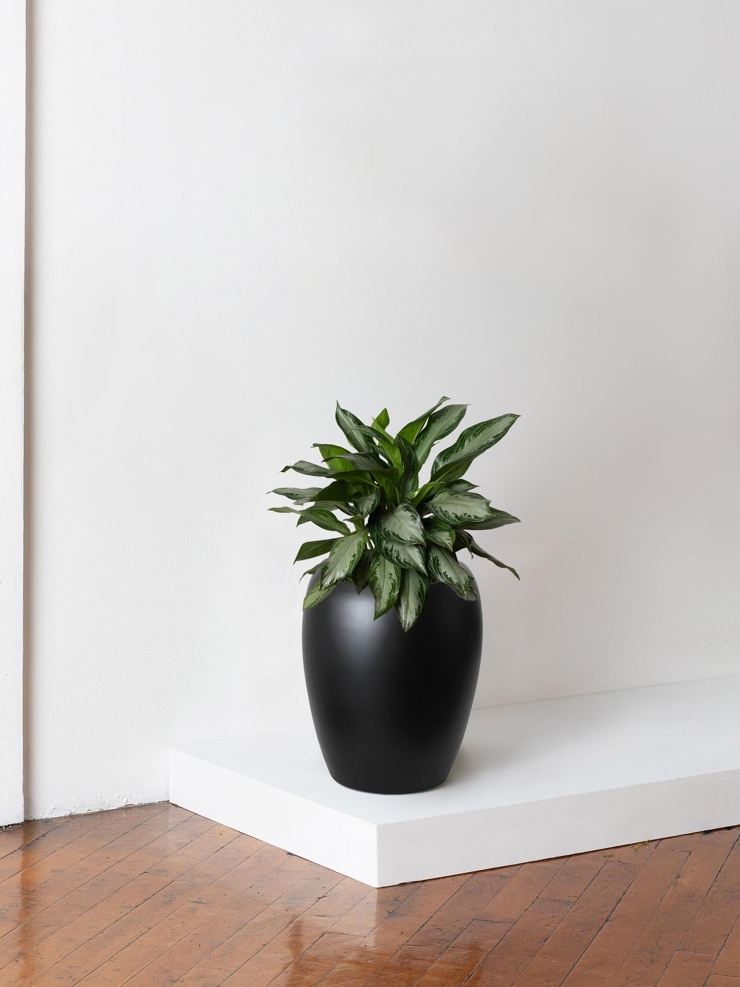 Silver Evergreen
