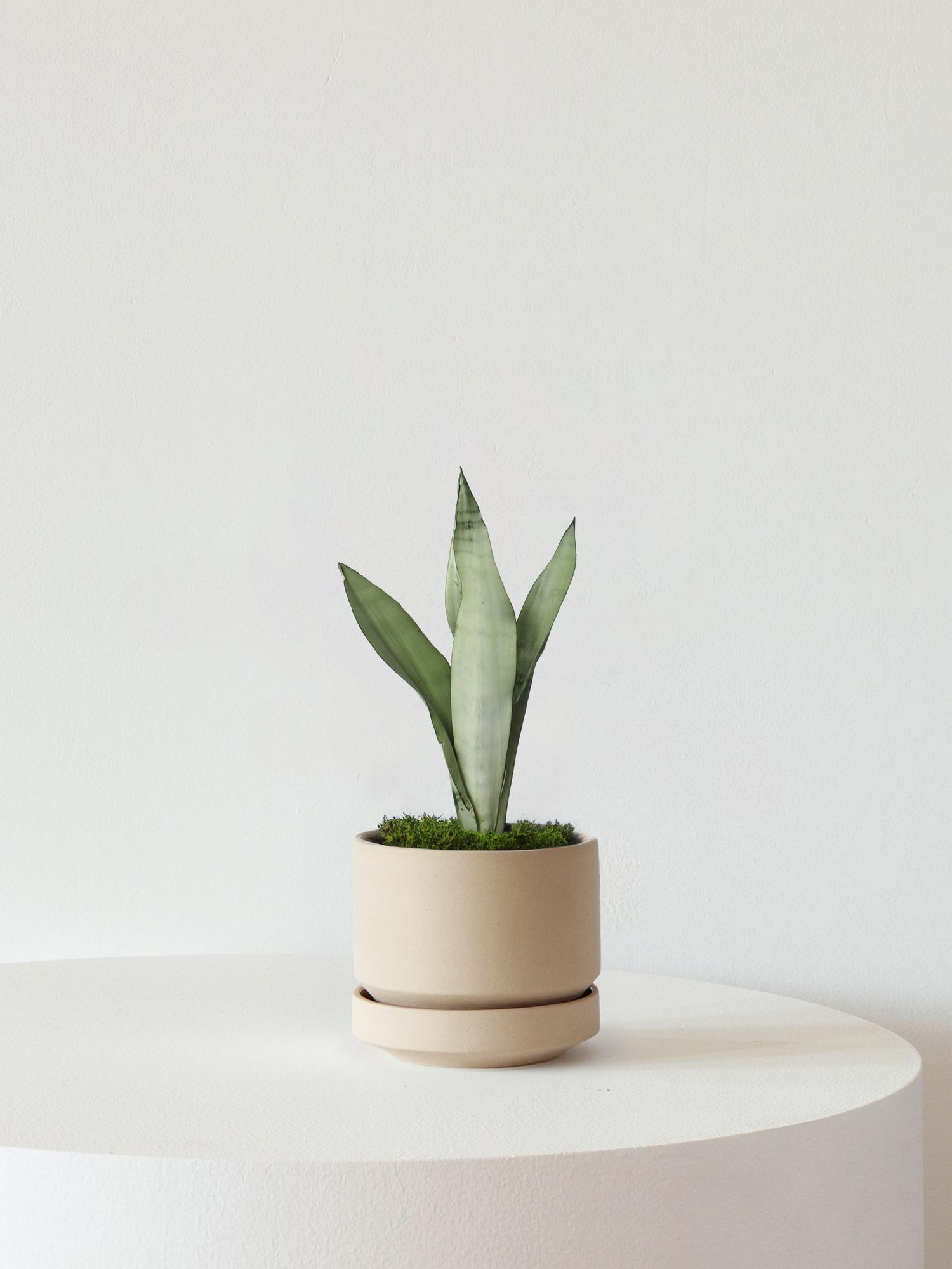 Moonshine Snake Plant - Sand Scandinavian Ceramic 