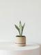 Moonshine Snake Plant