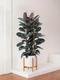 Ficus Elastica Abidjan