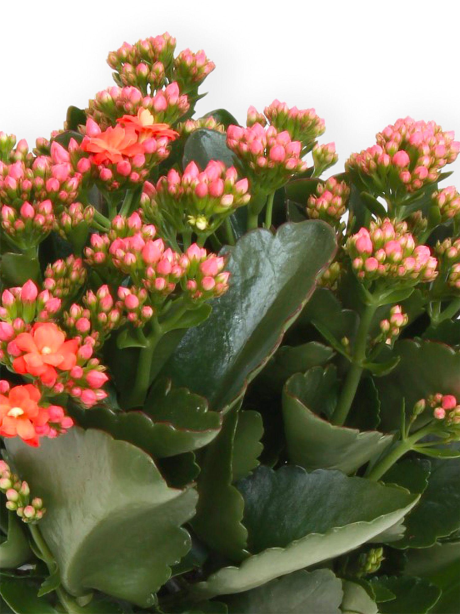 Kalanchoé Rosaline Orange