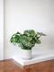 Monstera Deliciosa