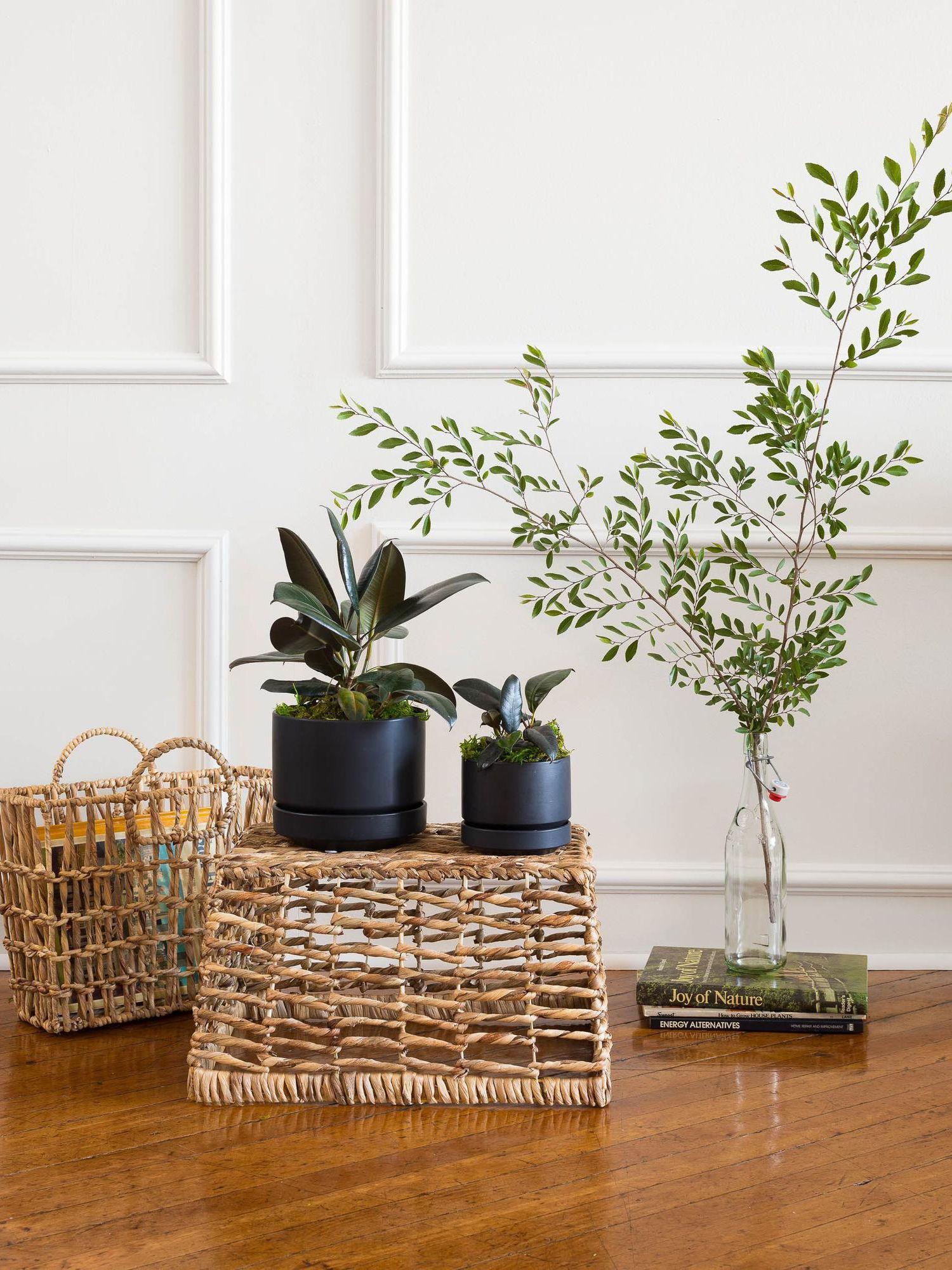 Rubber Plant