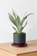 Moonshine Snake Plant