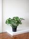 Monstera Deliciosa