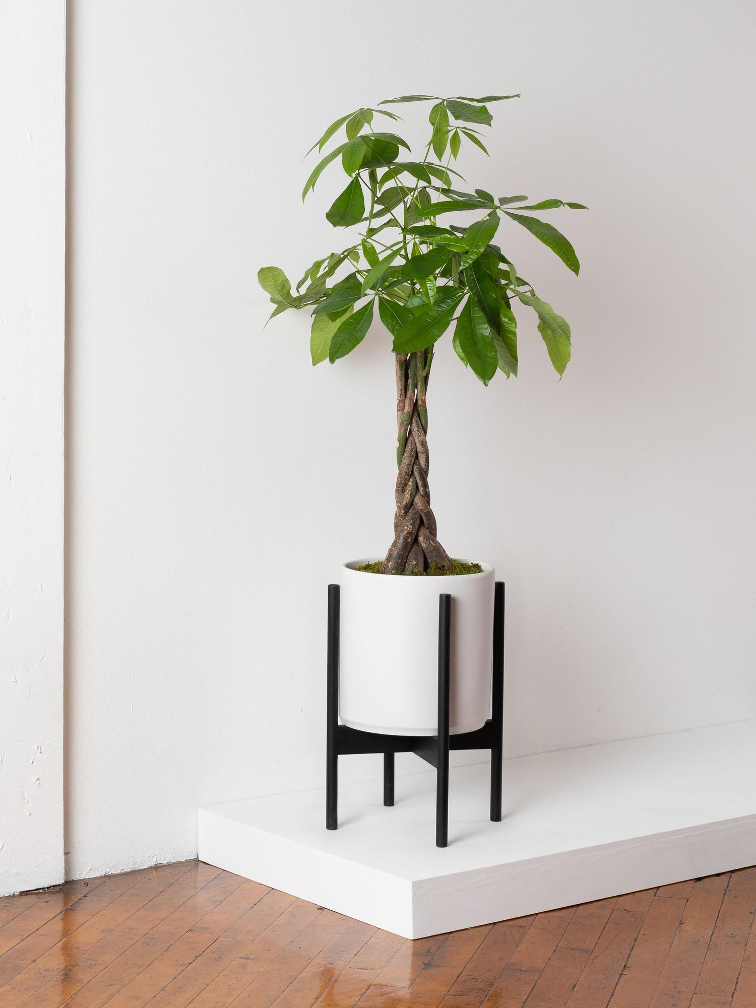 Braided Money Tree
