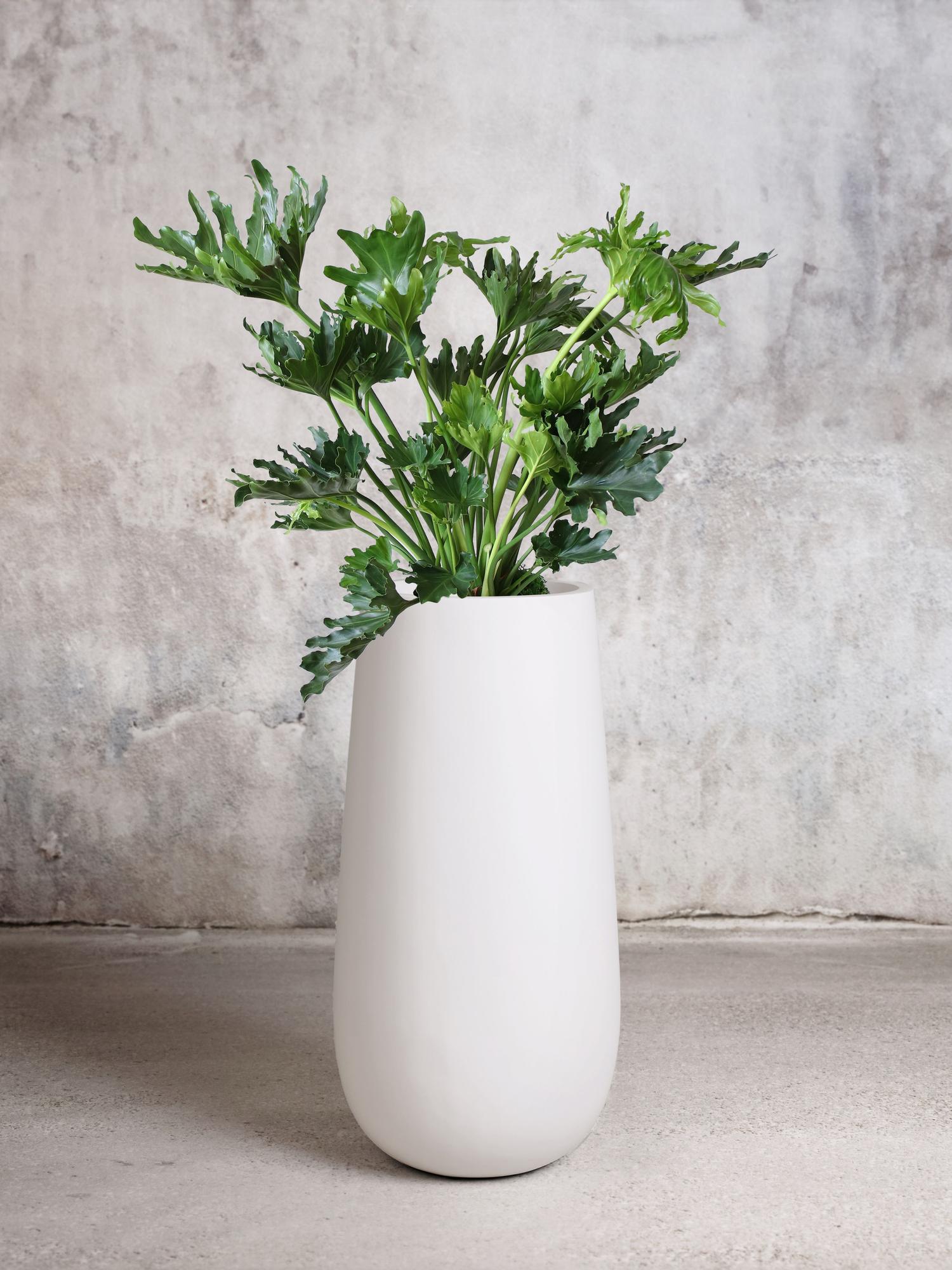 Hope Philodendron