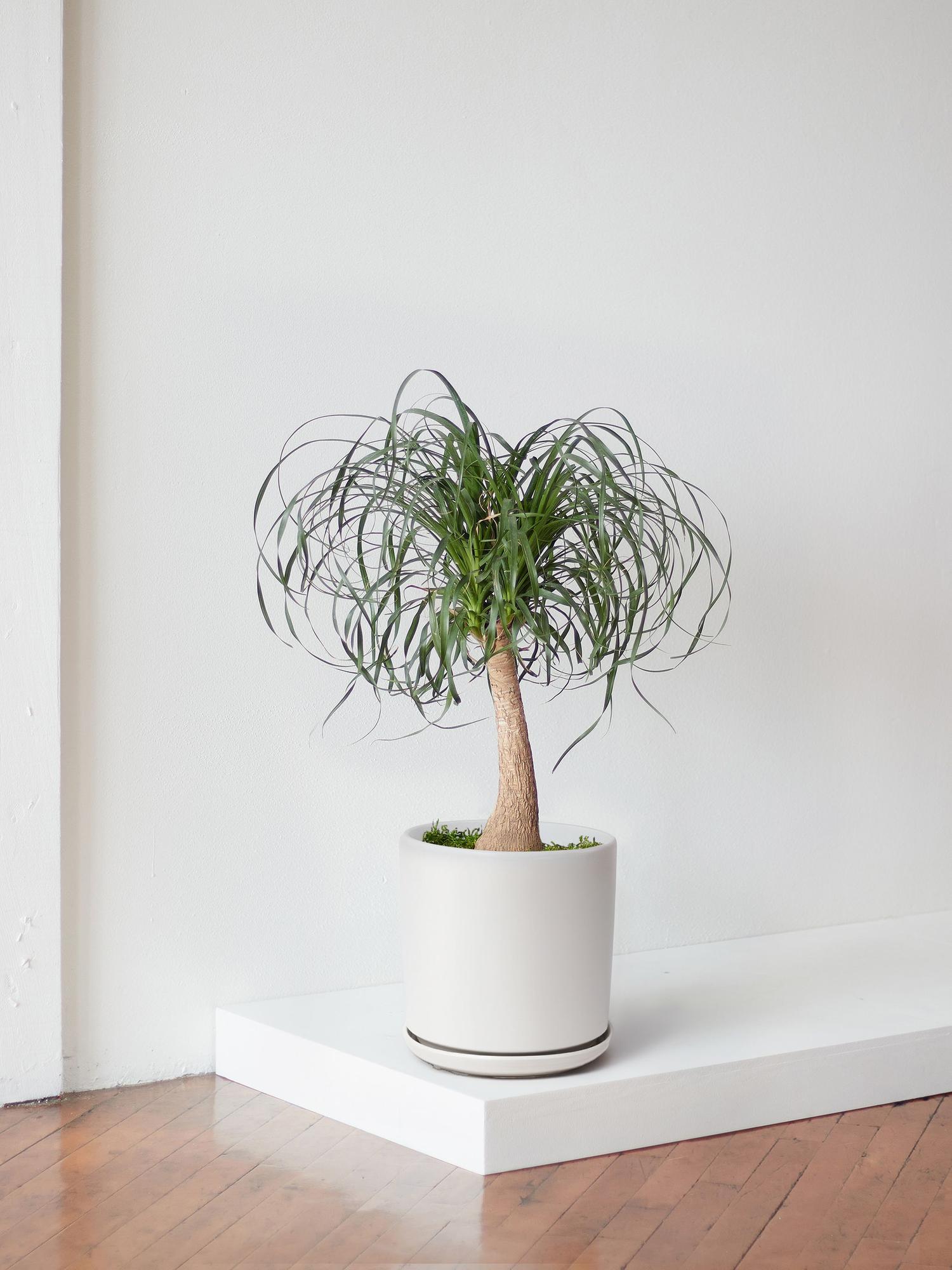 Ponytail Palm