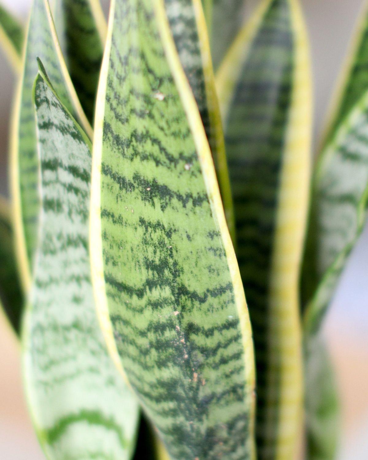 Snake Plant Laurentii