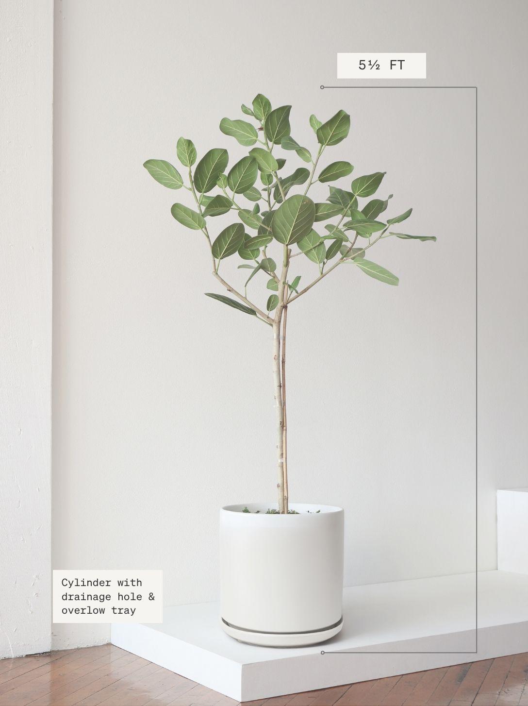 Ficus Audrey Tree