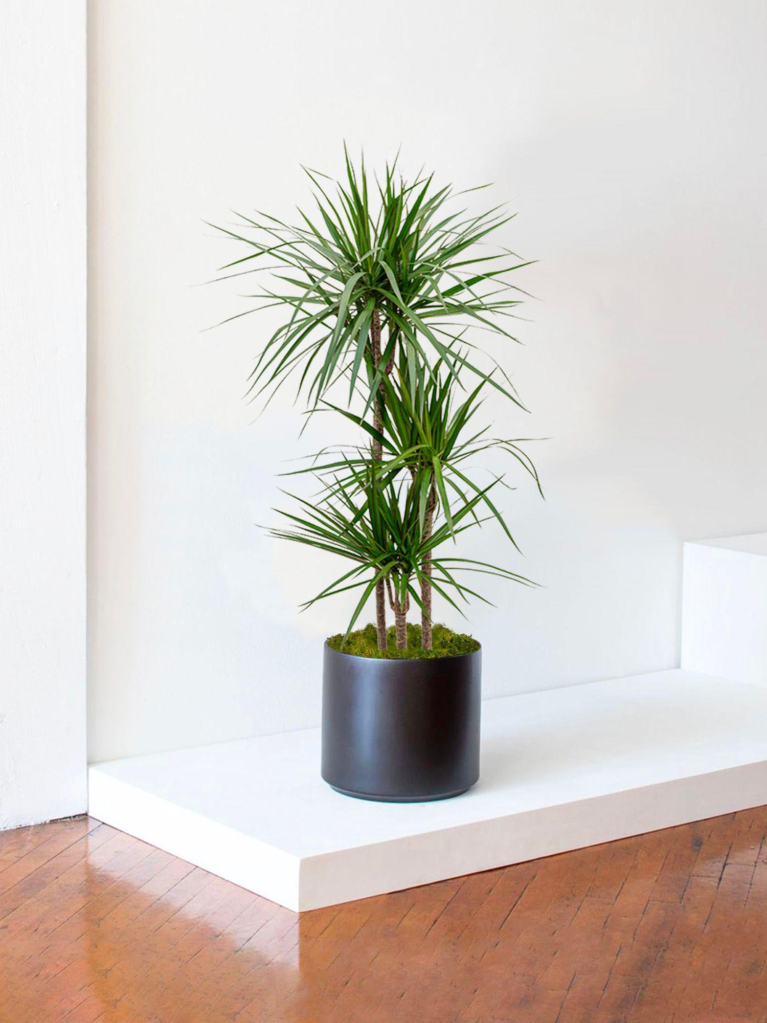 Dracaena Marginata