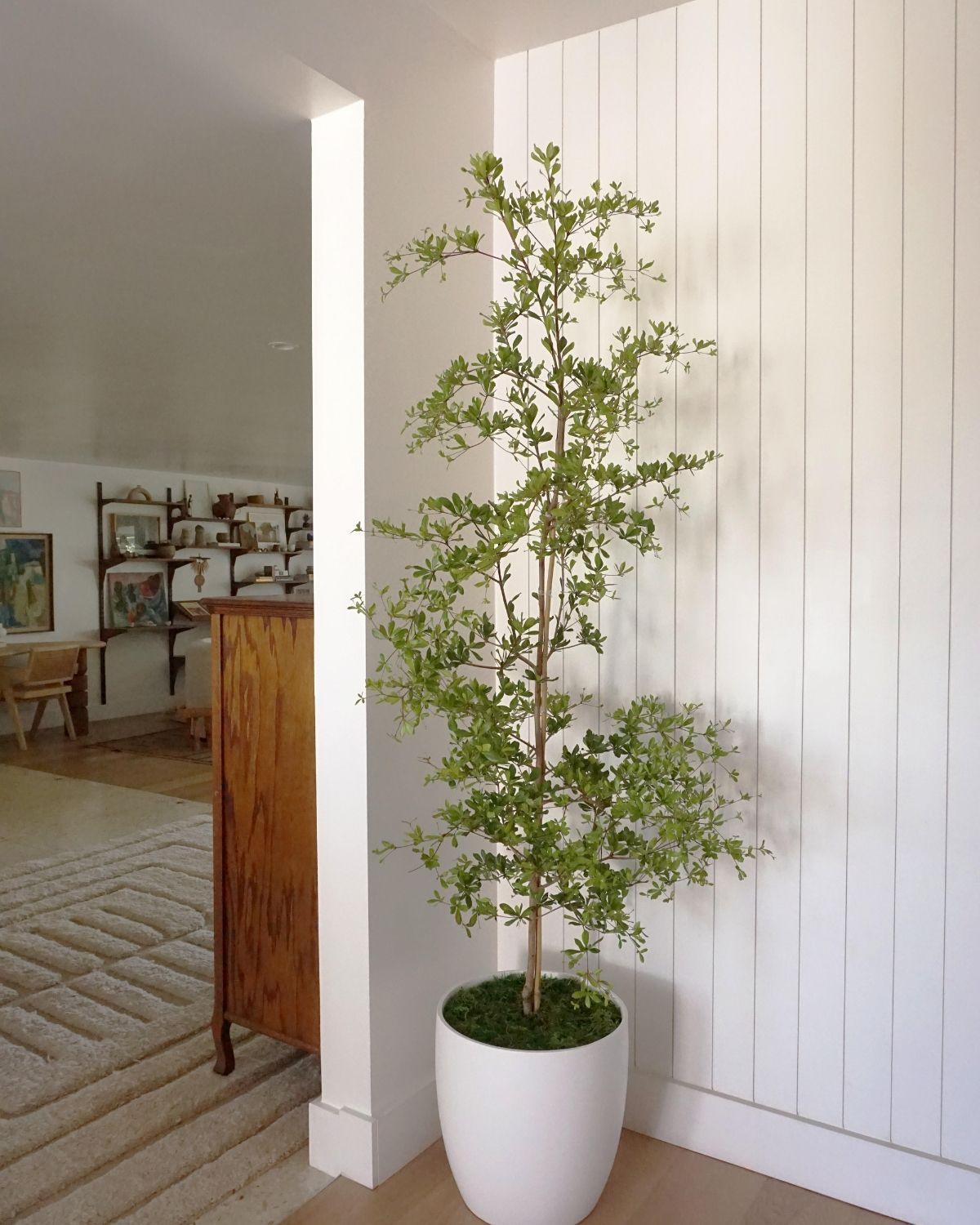 Black Olive Tree