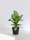 Silver Evergreen