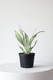 Moonshine Snake Plant